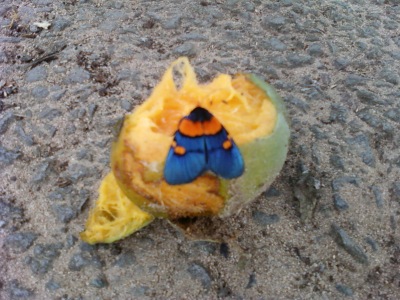 butterfly on mango