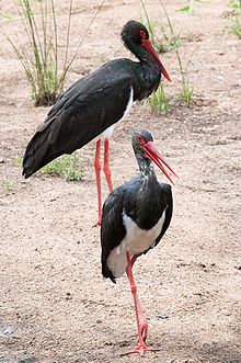 Wikipedia image of black stork